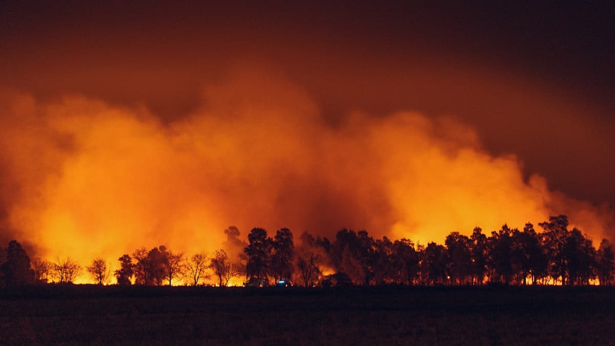 Wildfire burning through trees at night with orange sky